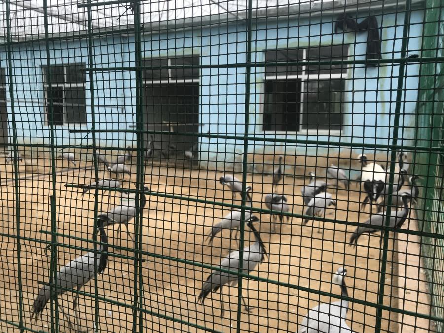 天鵝湖風(fēng)景區(qū)（泰山）速覽！(圖5)