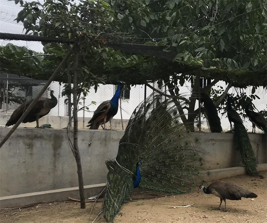 天鵝湖風(fēng)景區(qū)（泰山）速覽！(圖11)