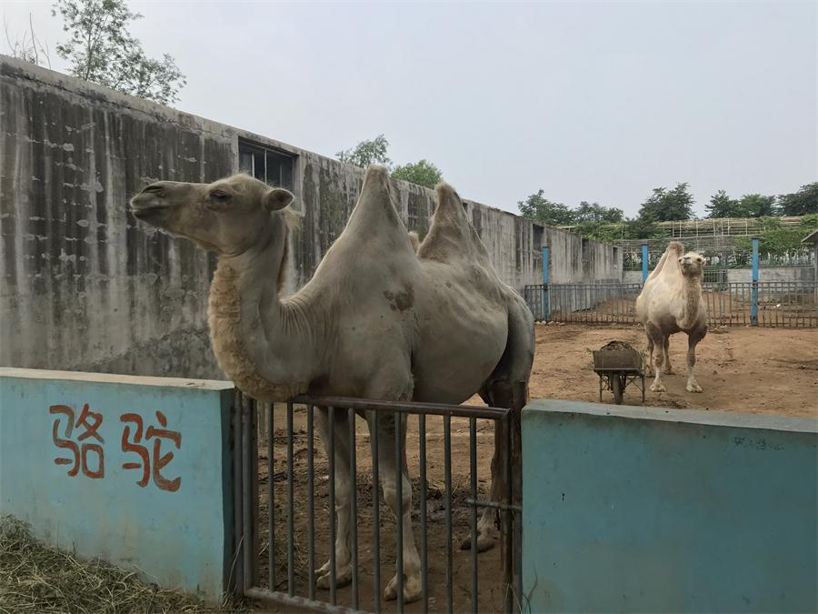 天鵝湖風(fēng)景區(qū)（泰山）速覽！(圖8)