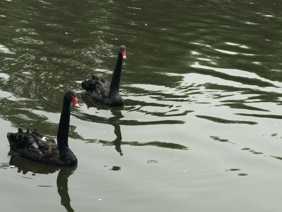 天鵝湖風(fēng)景區(qū)（泰山）速覽！(圖13)