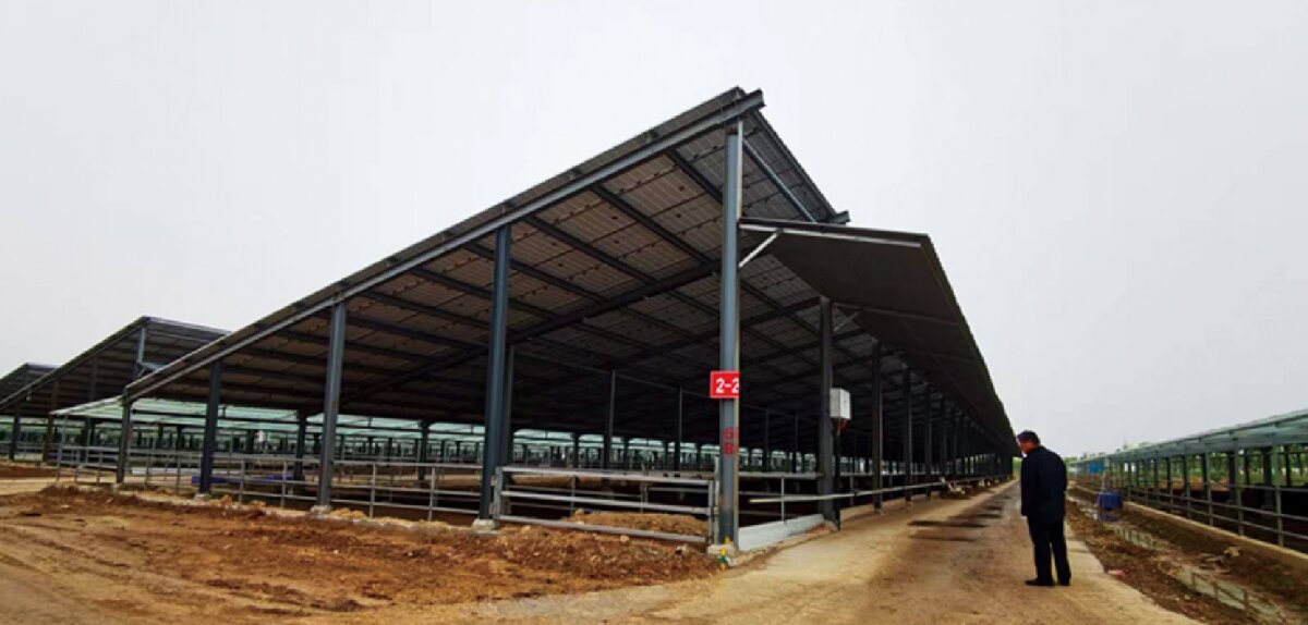 信橋鋼構(gòu)：打卡蒙陰農(nóng)業(yè)溫室大棚、青州黑牛養(yǎng)殖基地！(圖5)